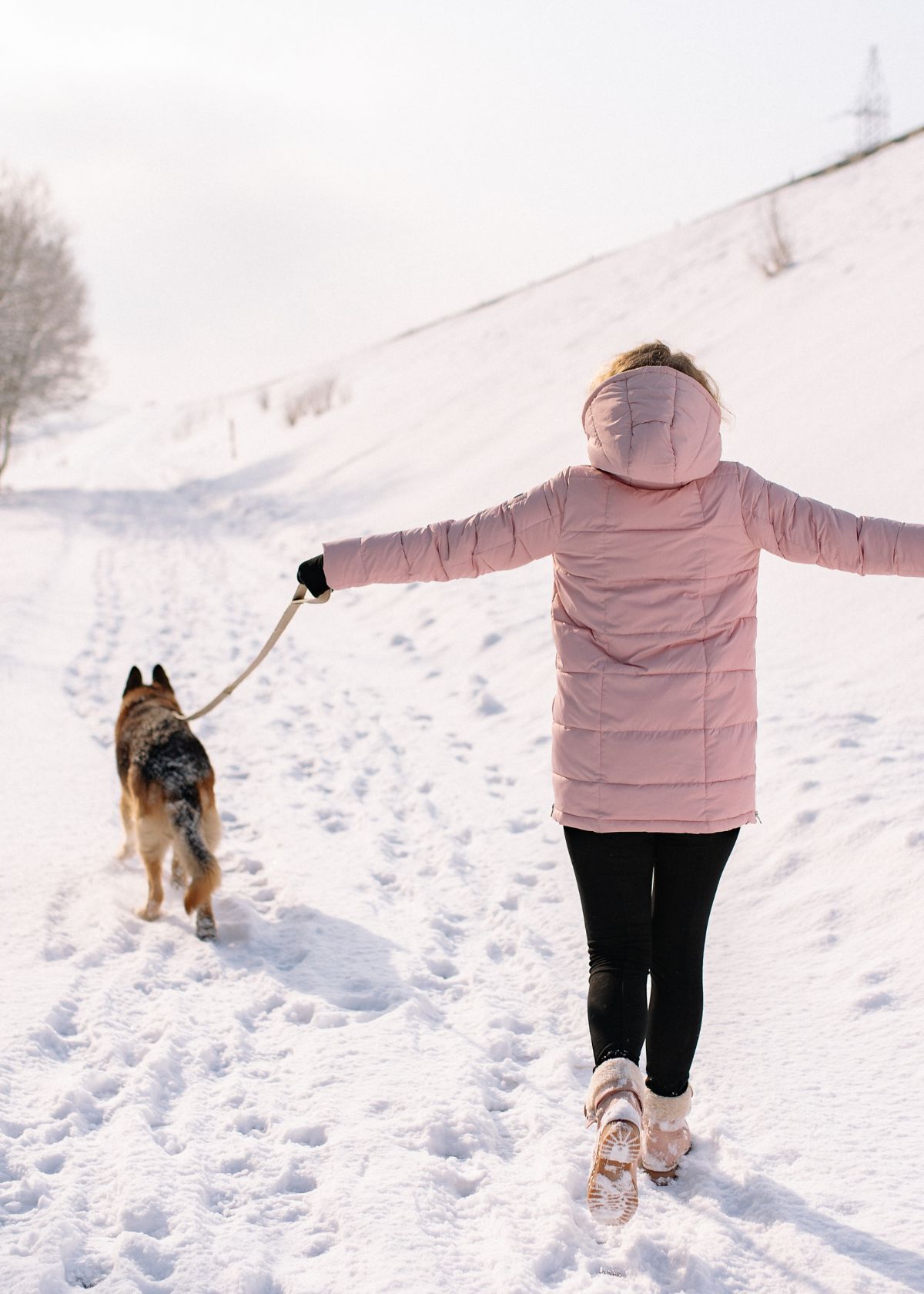 Flying High: We Review the Best 5 Airplane Pet Carriers So Your Dog Can Join the Mile-High Club!