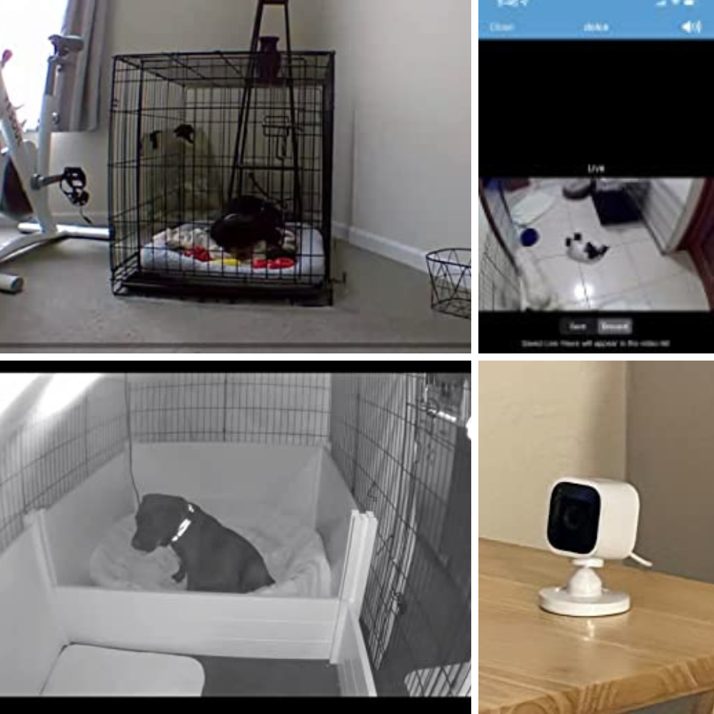 6 Best Pet Cameras: Keeping an Eye on Your Furry Friend Has Never Been Easier!