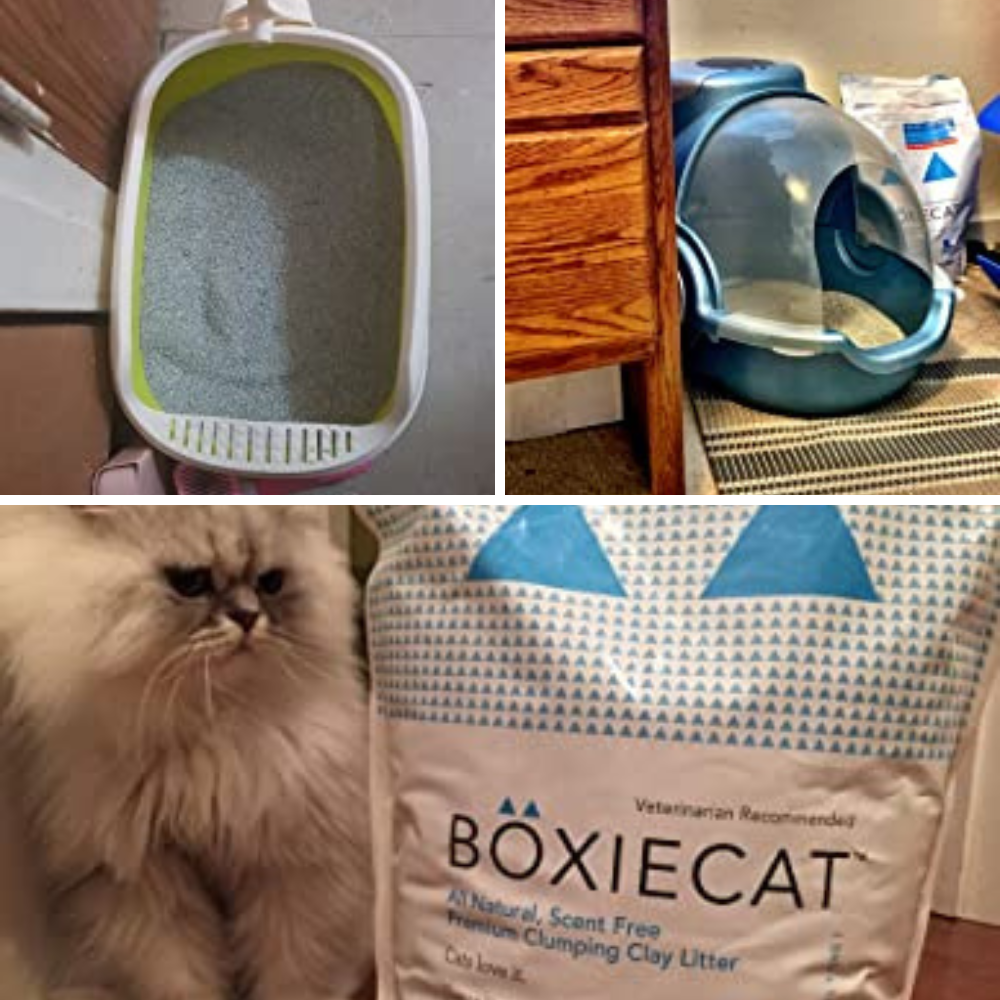 Purring Over the Best Cat Litter For Kittens: Put Your Paws to the Test with 7 Options!