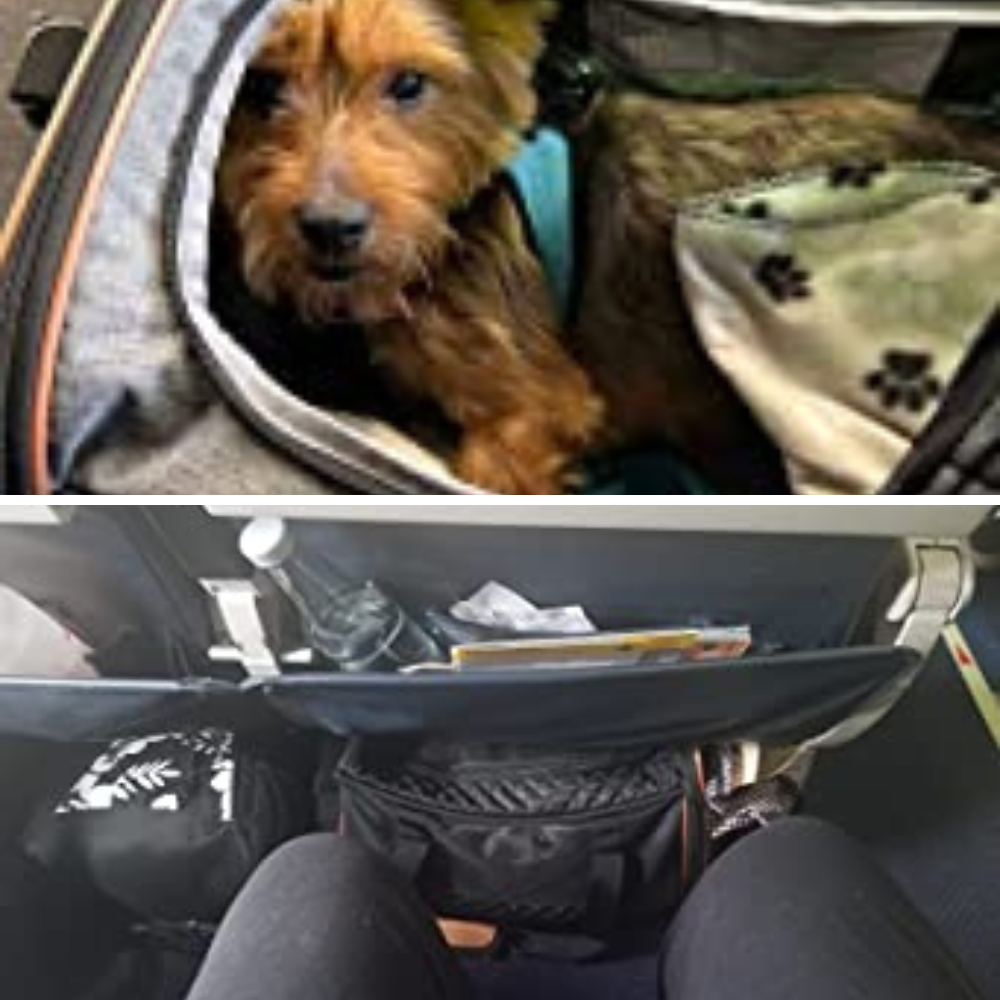 6 Airplane Pet Carriers With Wheels: Which One Will Get Your Fur Baby To Their Destination In Style?
