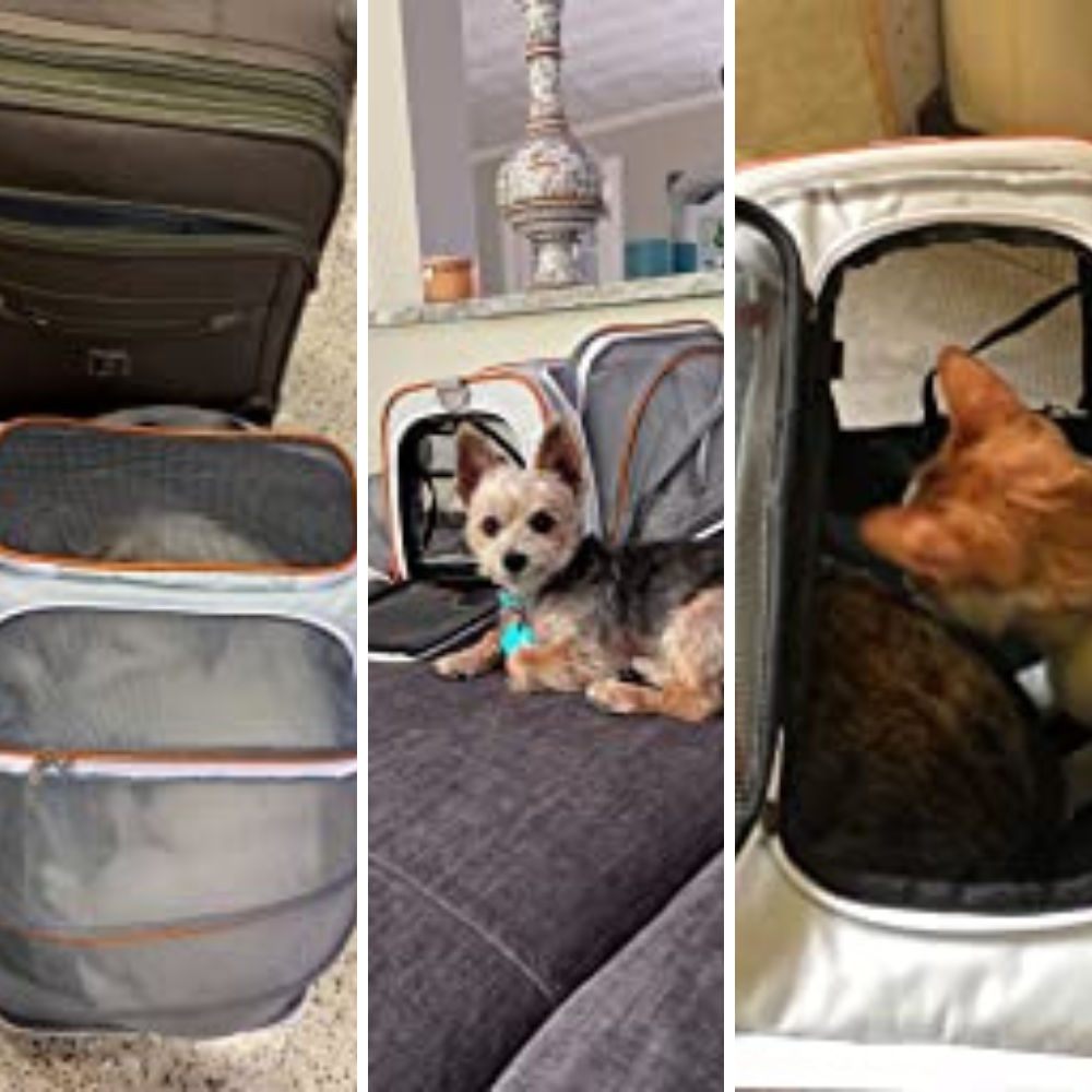 Flying High: We Review the Best 5 Airplane Pet Carriers So Your Dog Can Join the Mile-High Club!