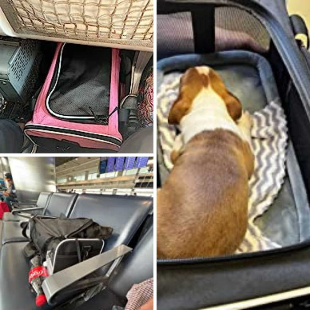 Flying High: We Review the Best 5 Airplane Pet Carriers So Your Dog Can Join the Mile-High Club!