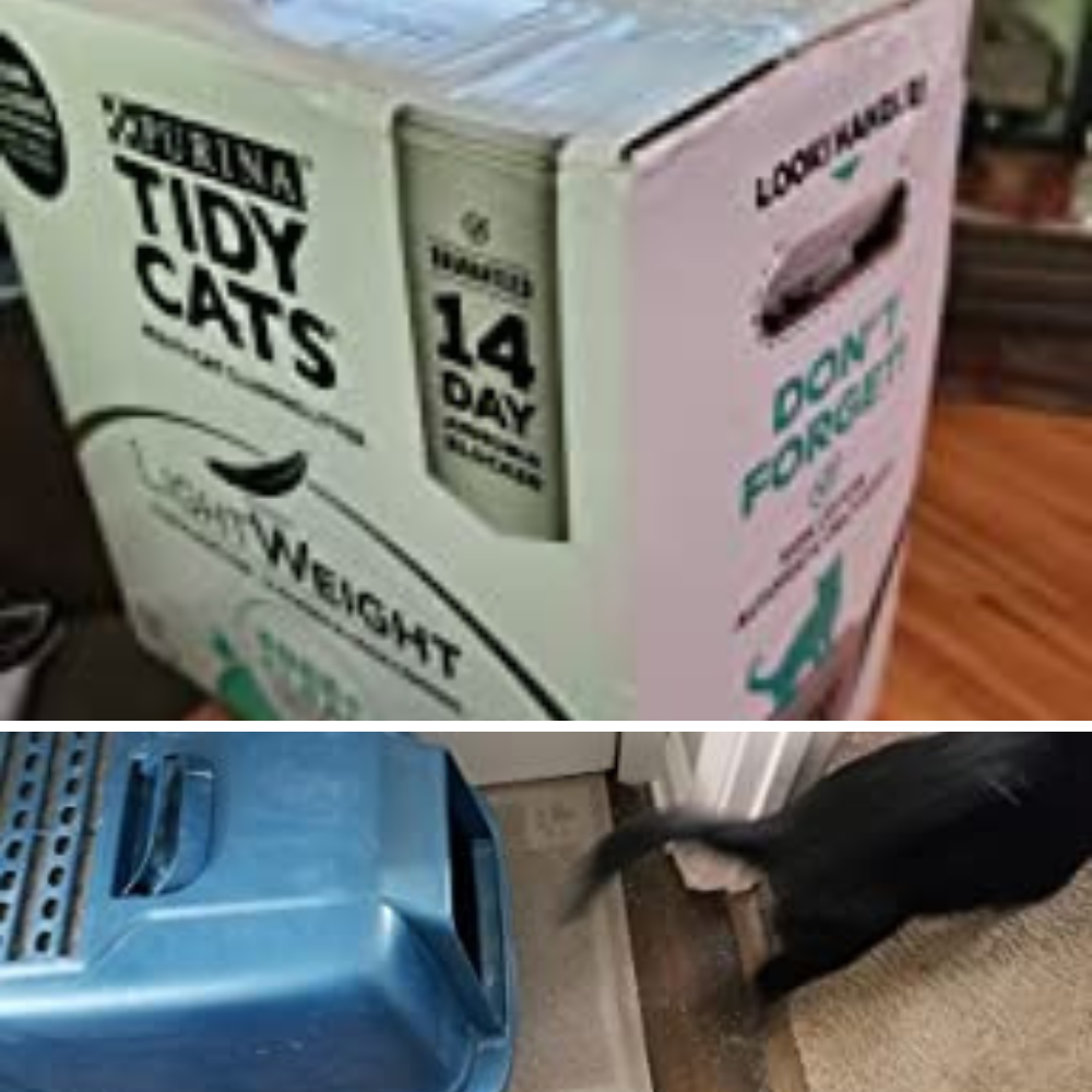 Purring Over the Best Cat Litter For Kittens: Put Your Paws to the Test with 7 Options!
