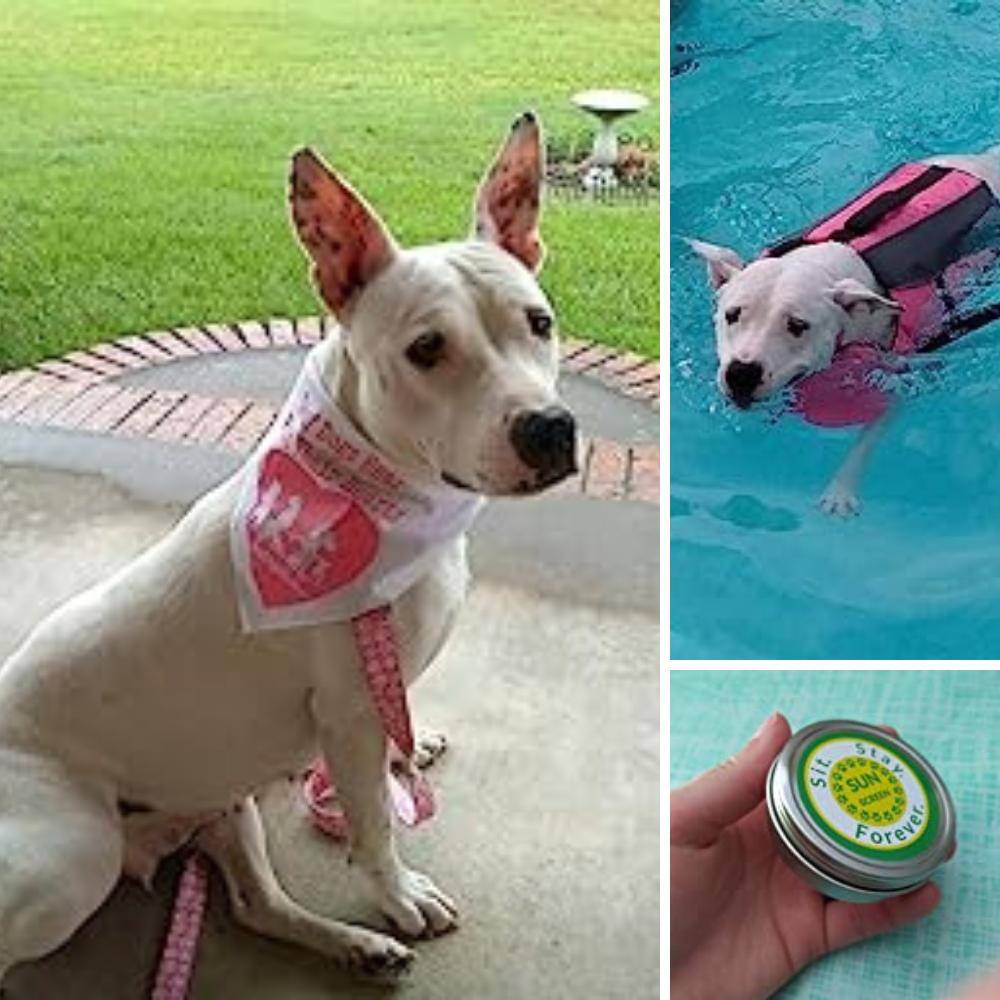5 Best Pet Sunscreens: Protecting Your Furry Friend From the Sun's Rays!