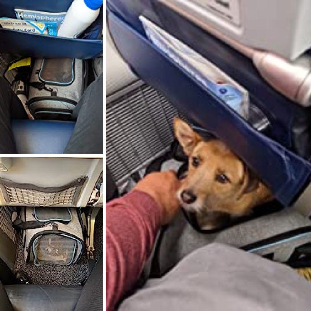 Flying High: We Review the Best 5 Airplane Pet Carriers So Your Dog Can Join the Mile-High Club!