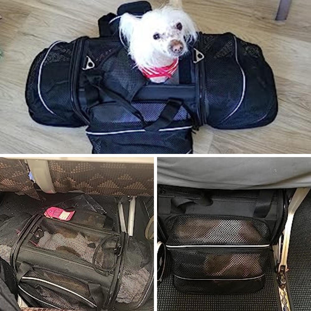 Flying High: We Review the Best 5 Airplane Pet Carriers So Your Dog Can Join the Mile-High Club!