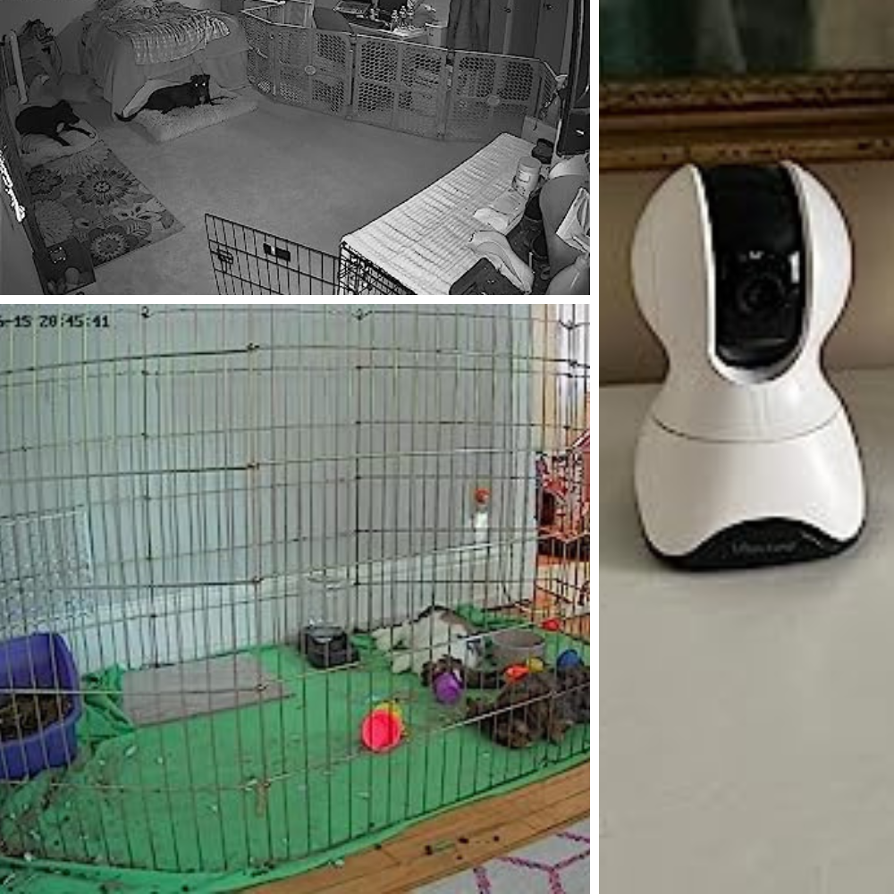 6 Best Pet Cameras: Keeping an Eye on Your Furry Friend Has Never Been Easier!