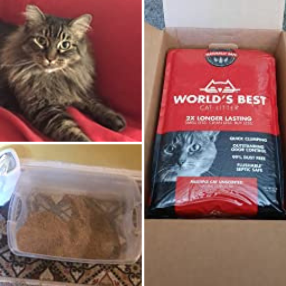 Purring Over the Best Cat Litter For Kittens: Put Your Paws to the Test with 7 Options!