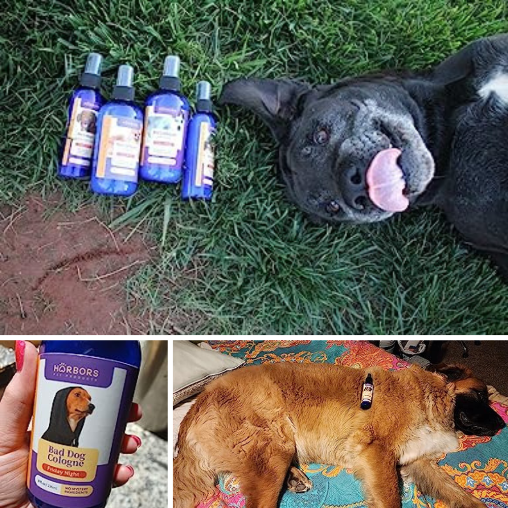 5 Doggy Delights: Sniff Out the Best Cologne for Grooming Your Pooch!