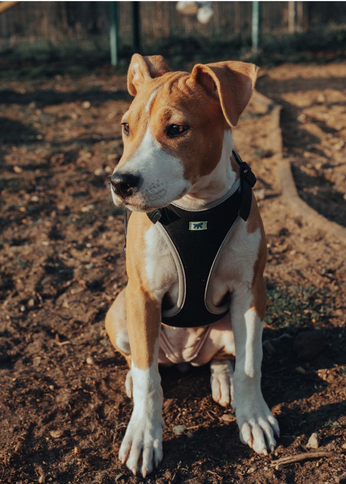 Best Dog Harness