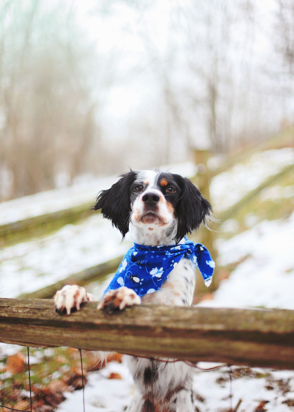 5 Reasons You Need a Stylish Dog Bandana from Amazon!