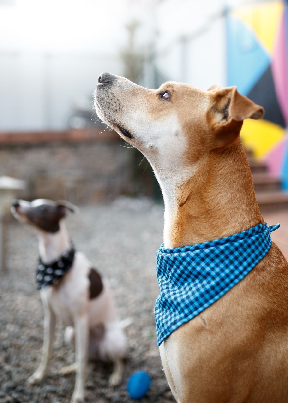 Spruce up Your Pup with a Stylish Dog Bandana from Amazon!