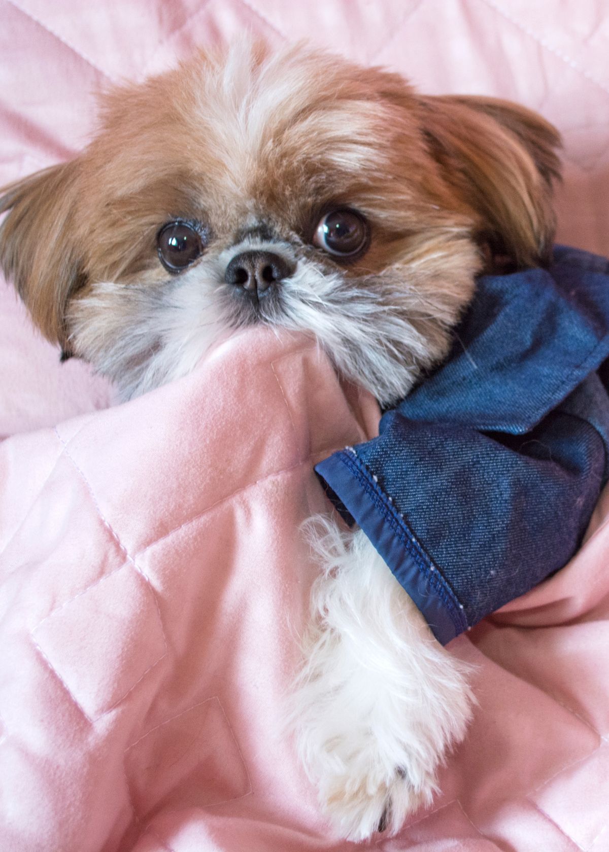 Pajamas For Dogs