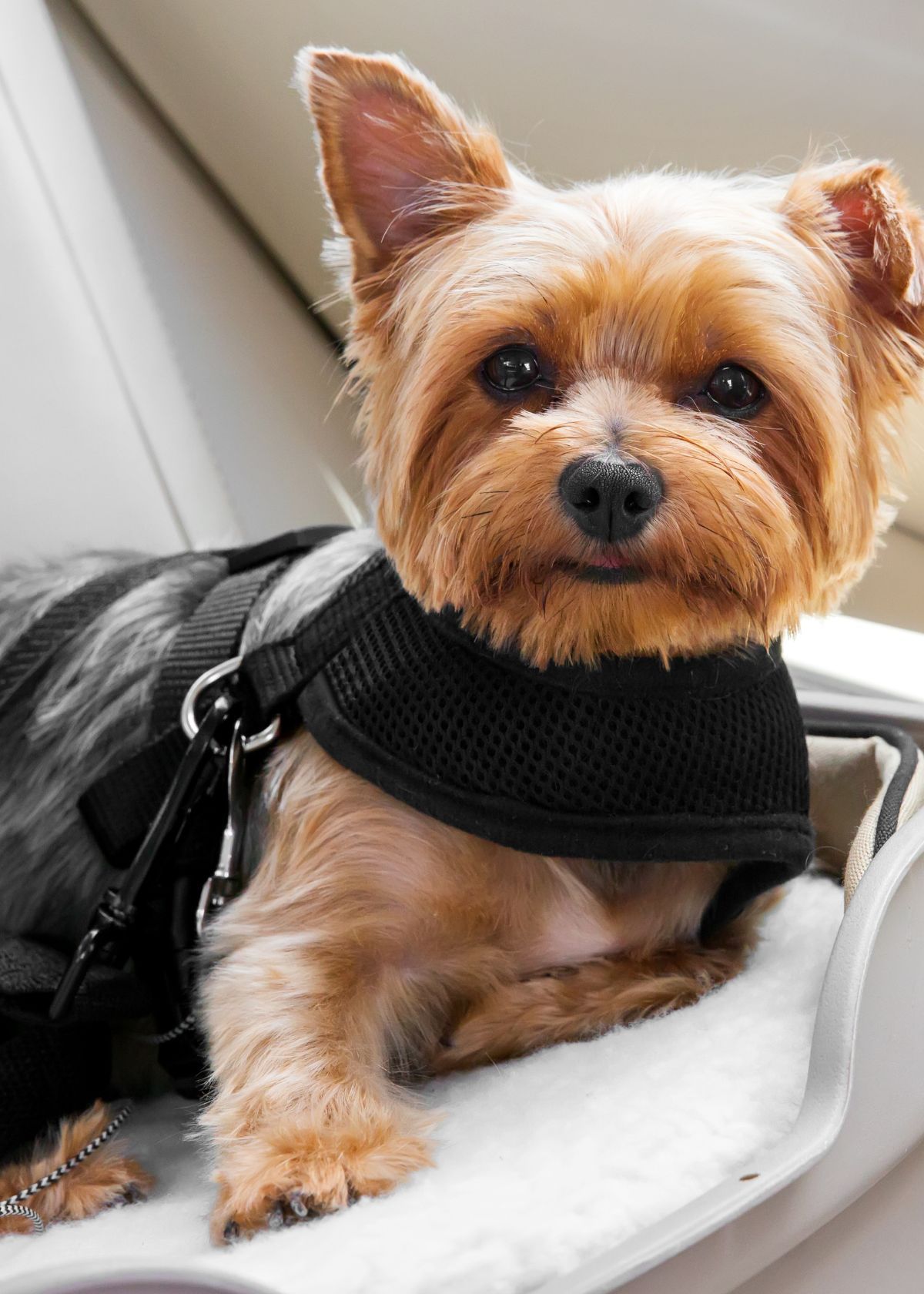 Why You Should Buy A Dog Car Seat on Amazon Right Now!