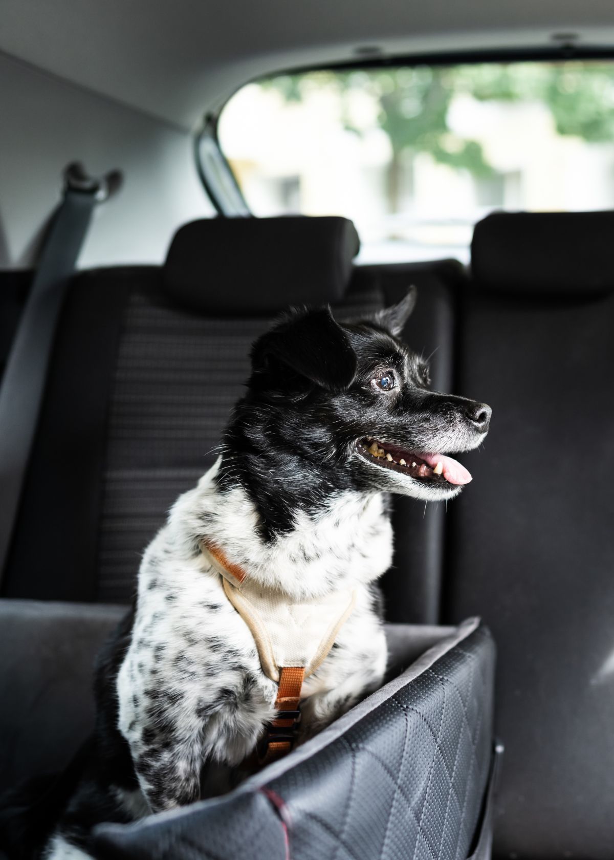 Top 5 Benefits of Buying the Best Dog Car Seat on Amazon Today!