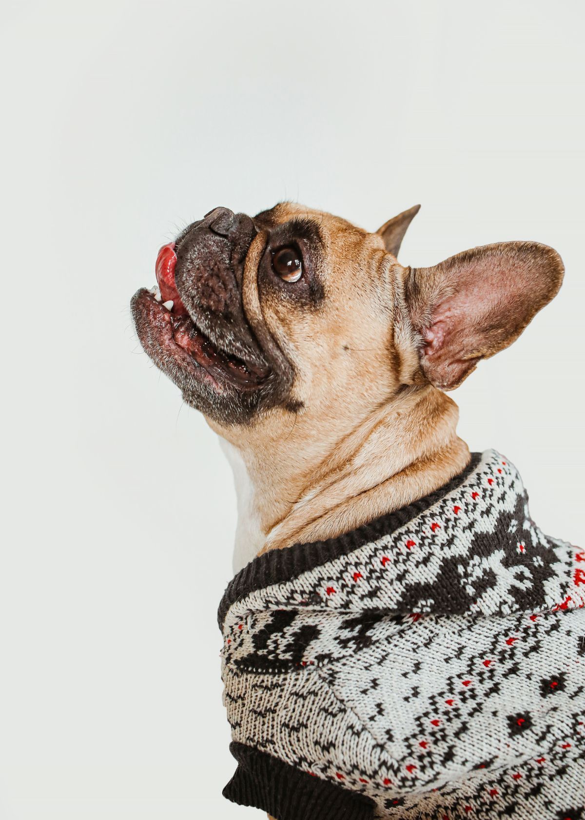 How to keep your pup warm this winter with a dog sweater from Amazon!