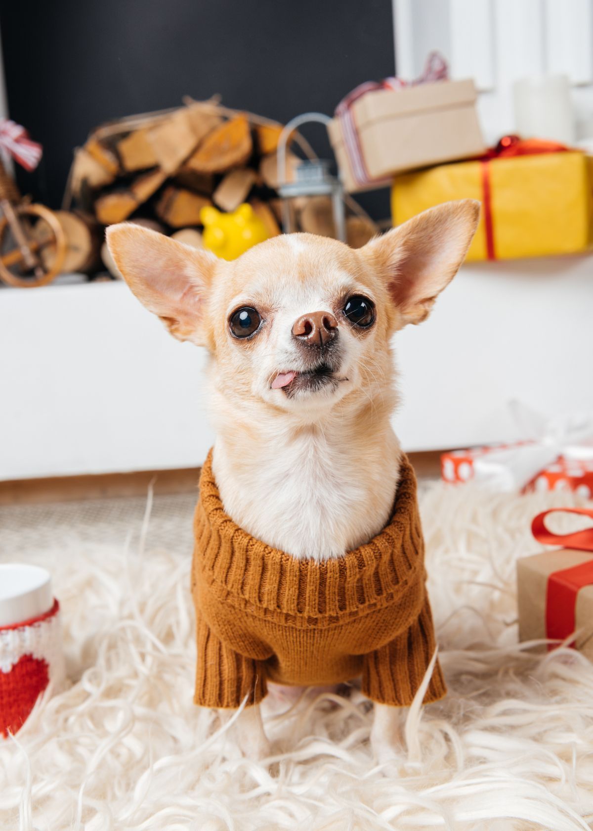 The 5 Best Dog Sweaters on Amazon!