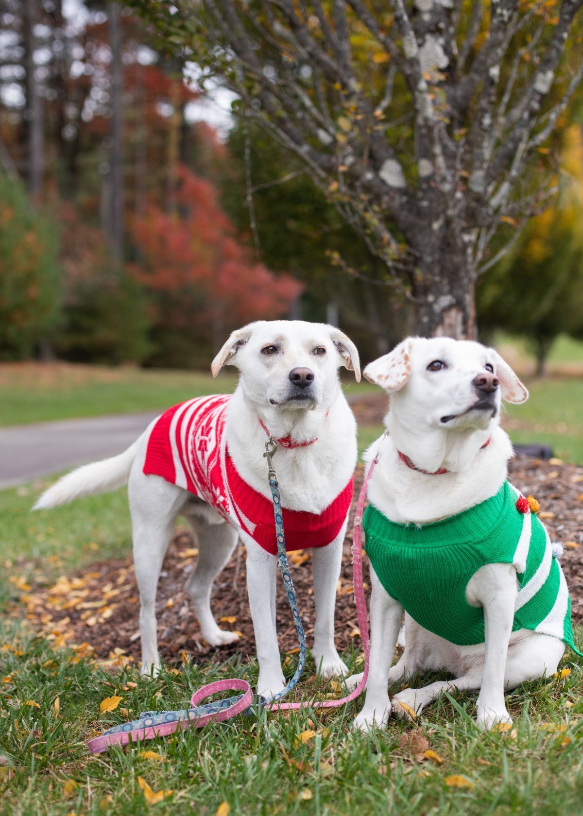 Your Dog Deserves the Best and Coziest Sweater Money Can Buy!