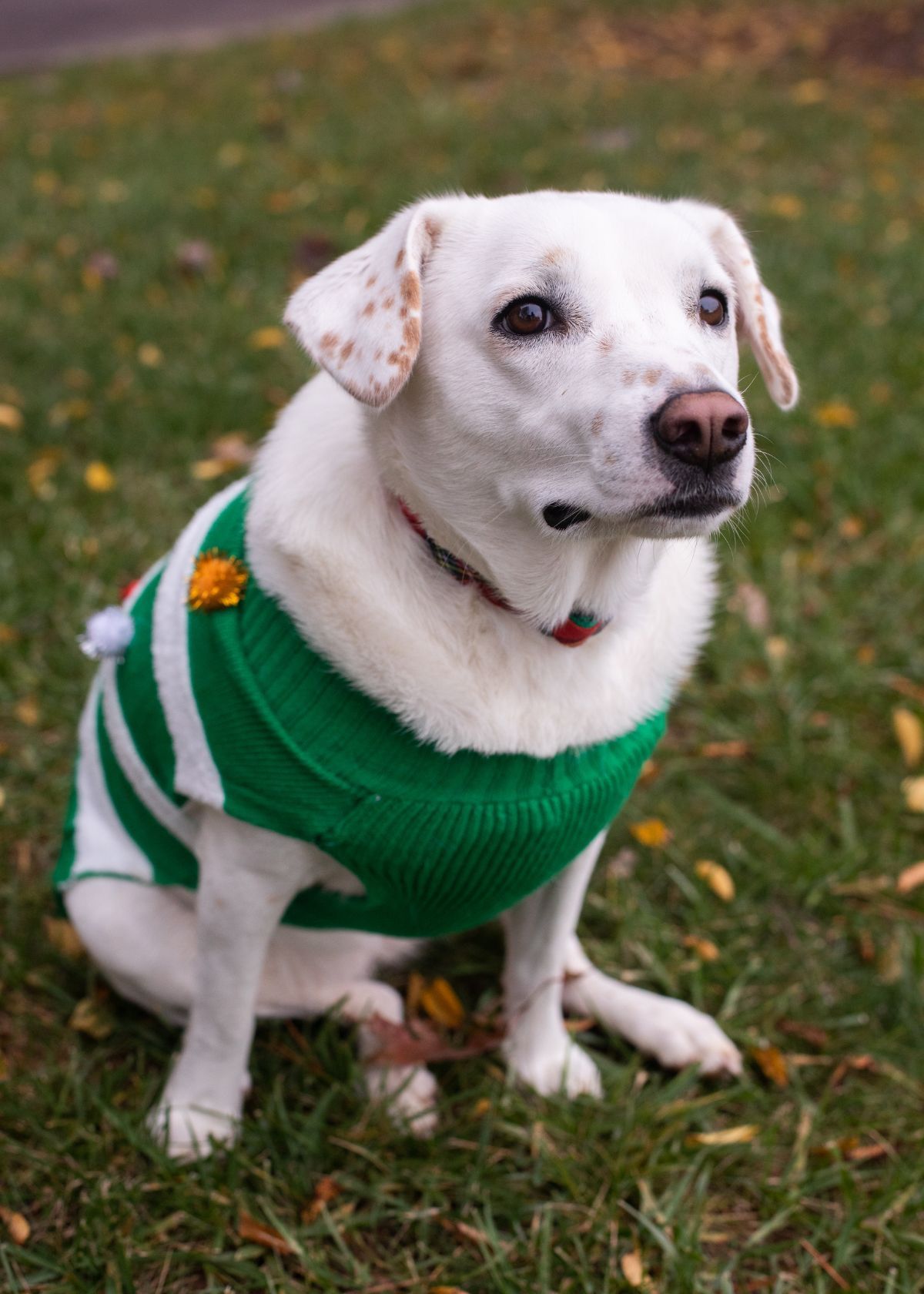 Amazon Has the Best Dog Sweaters, End of Story!
