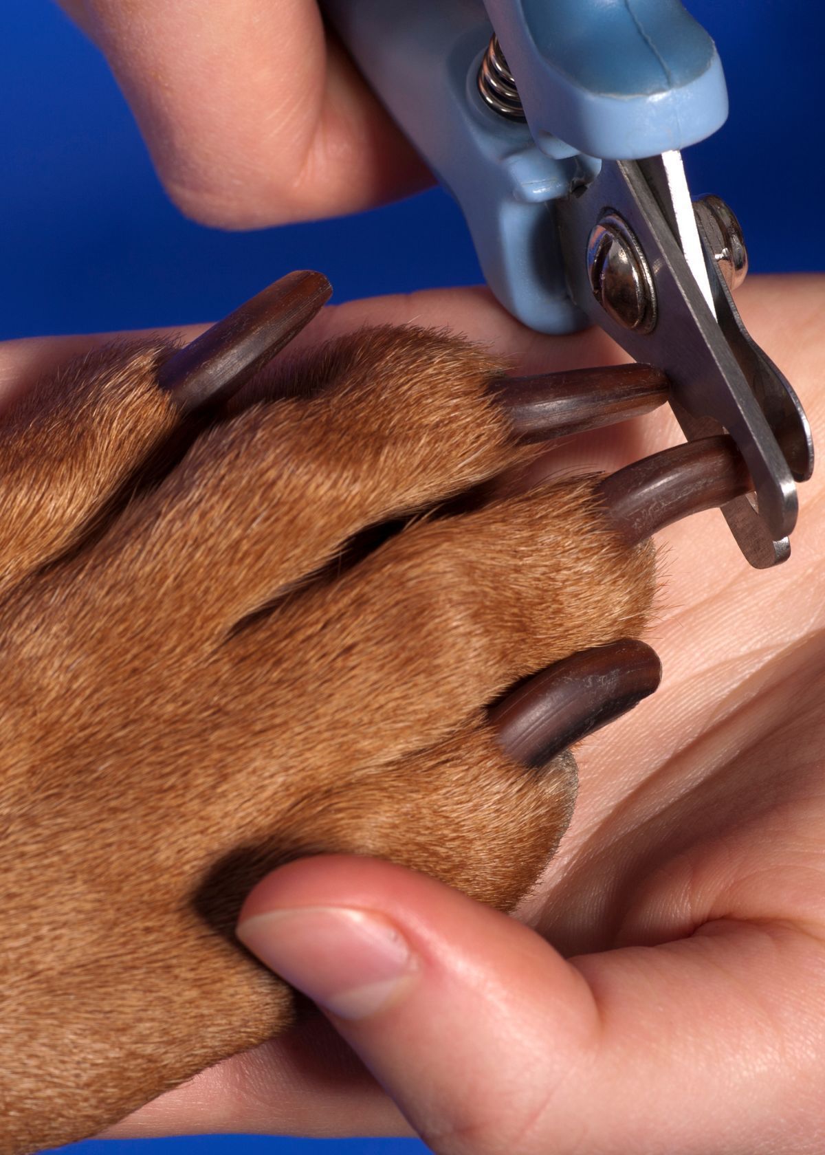 Why You Should Buy a Dog Trimmer on Amazon!