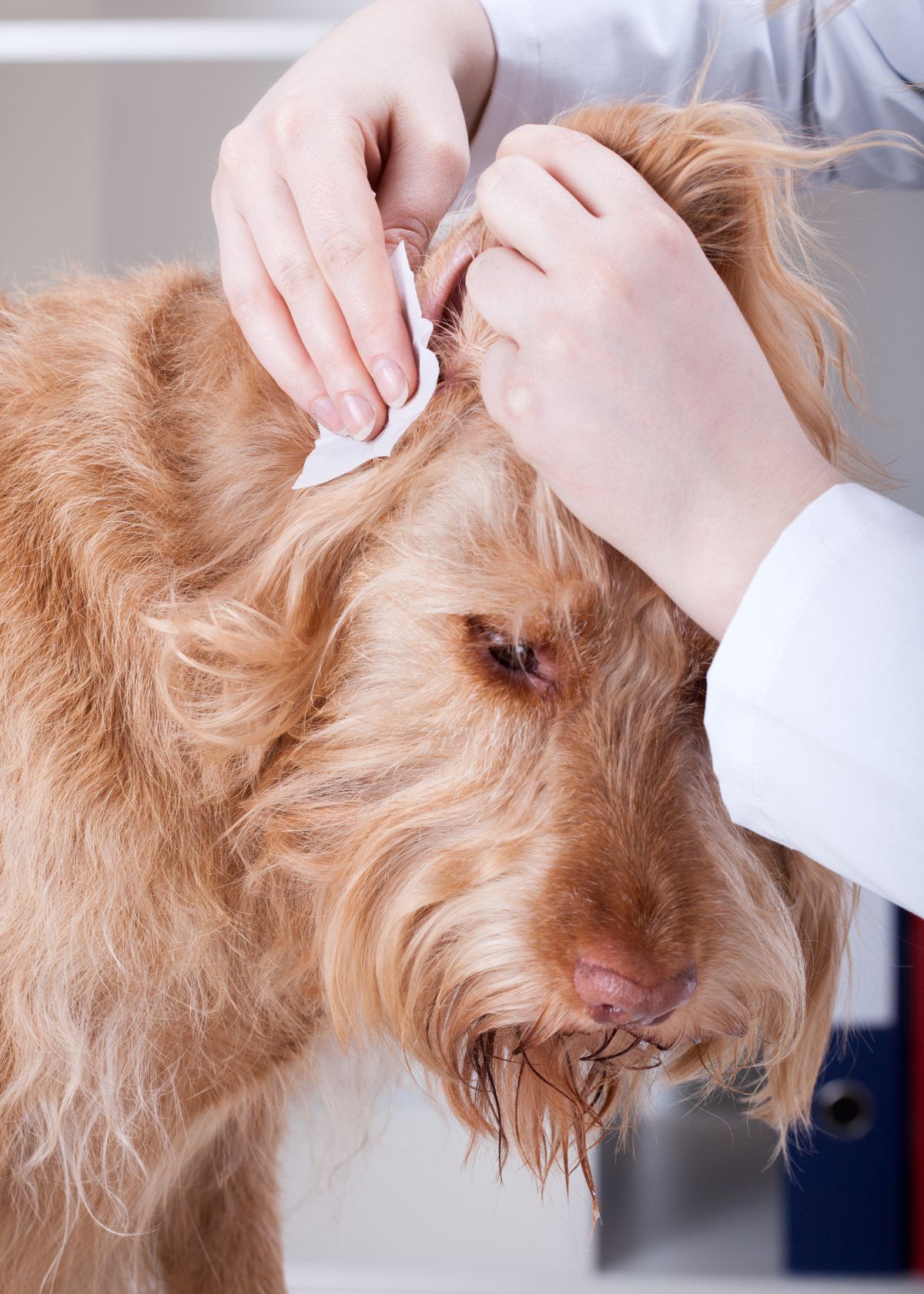 The 6 Best Dog Ear Wipes – 2022 Buying Guide!