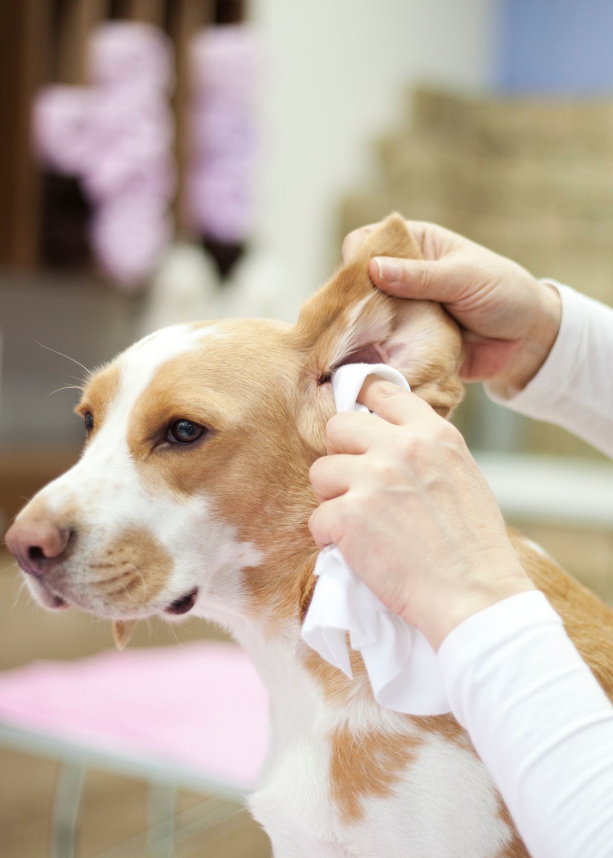 The Importance of Ear Wipes for Dogs!