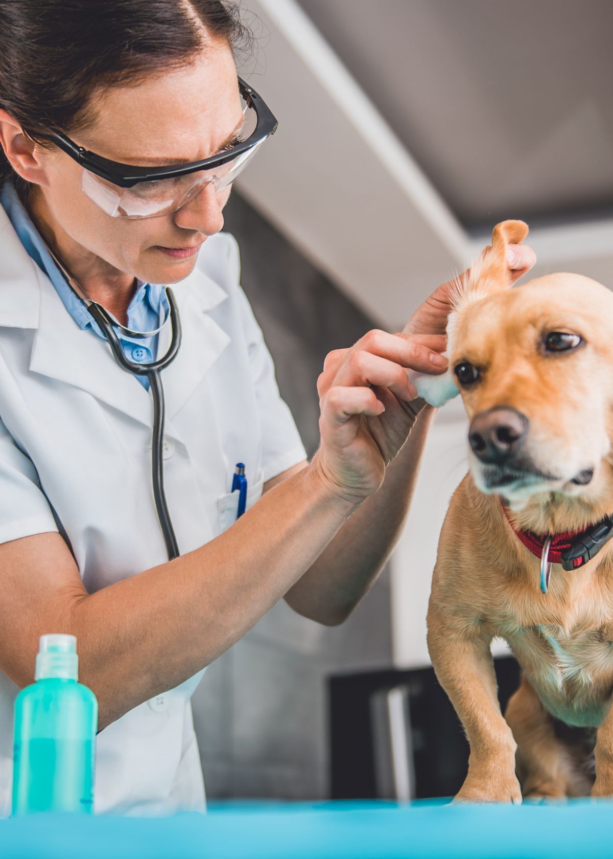Get the Best Dog Ear Wipes on Amazon!