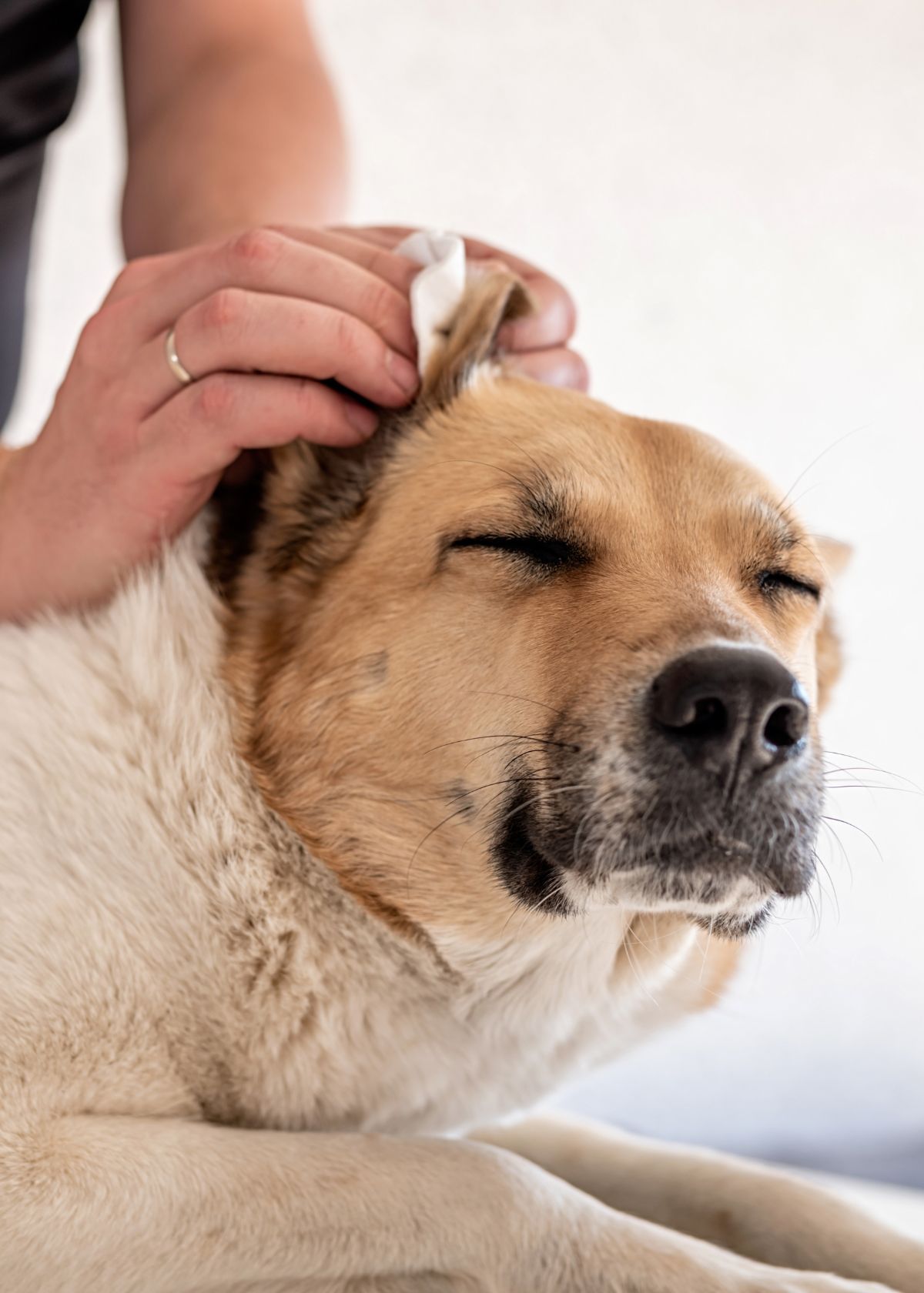 Amazon's Best Kept Secret: Dog Ear Wipes!