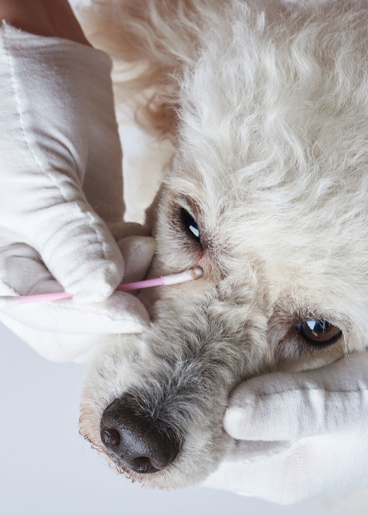 Get the Best Eye Infection Medicine for Your Dog on Amazon!