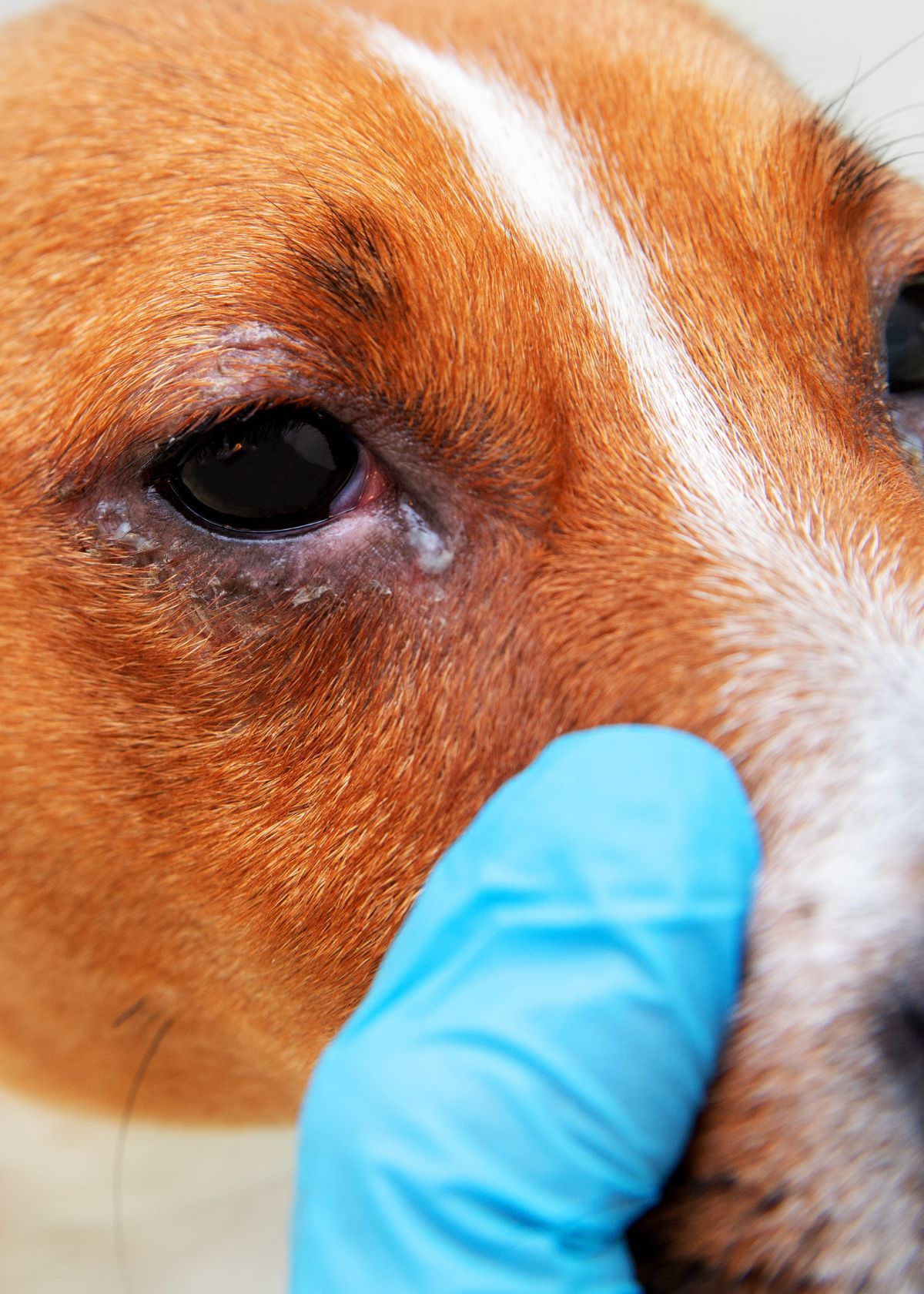 The Best Eye Infection Medicine for Your Dog!