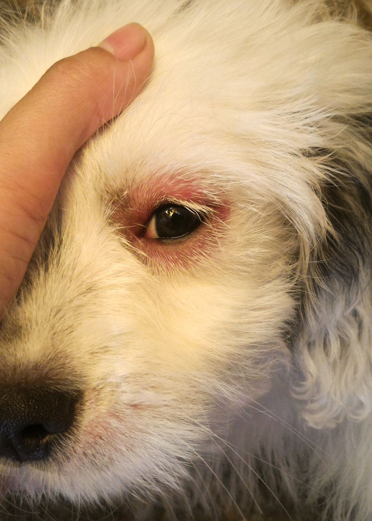 The Benefits of Purchasing Dog Eye Infection Medicine on Amazon!