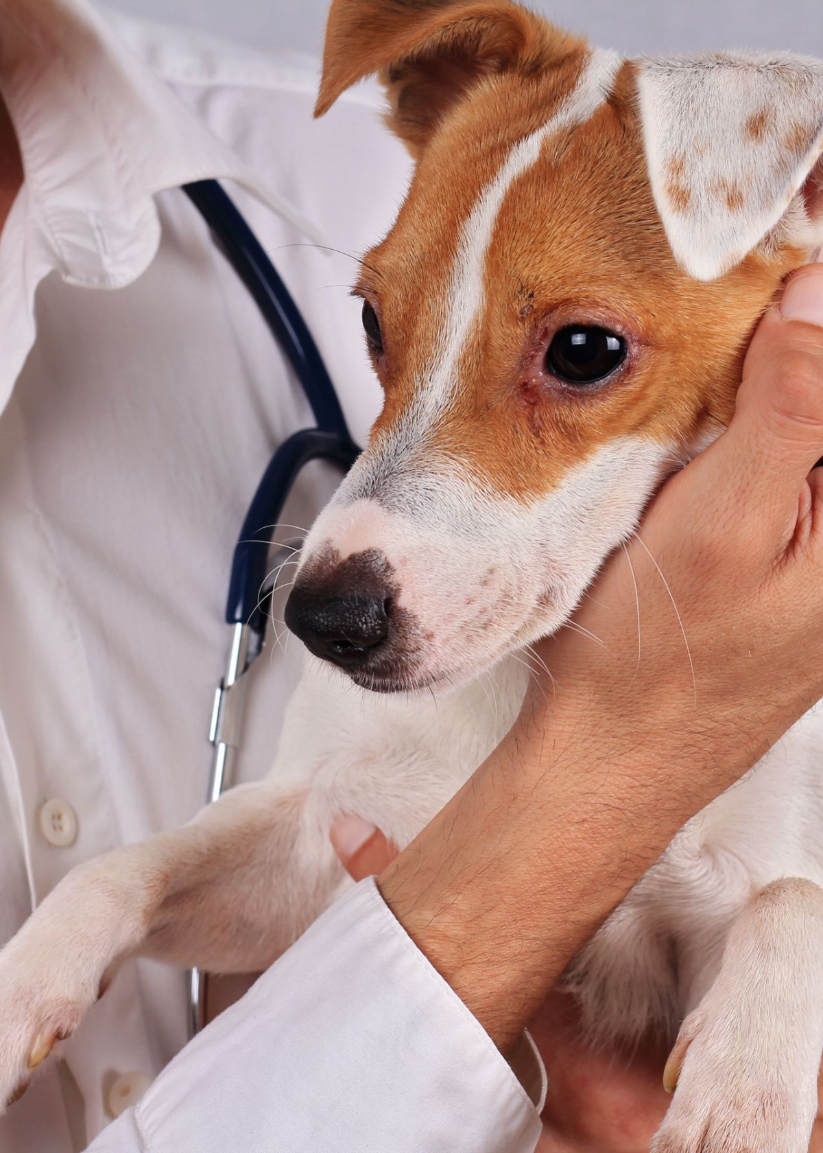 Best Dog Eye Infection Medicine