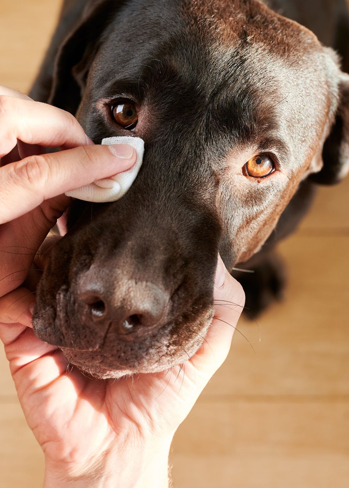 Eye Wipes for Your Pup? You Betcha!