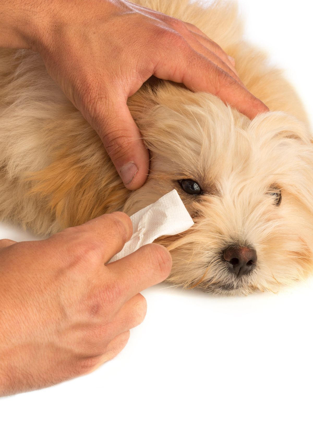 3 Reasons to Buy Dog Eye Wipes on Amazon!
