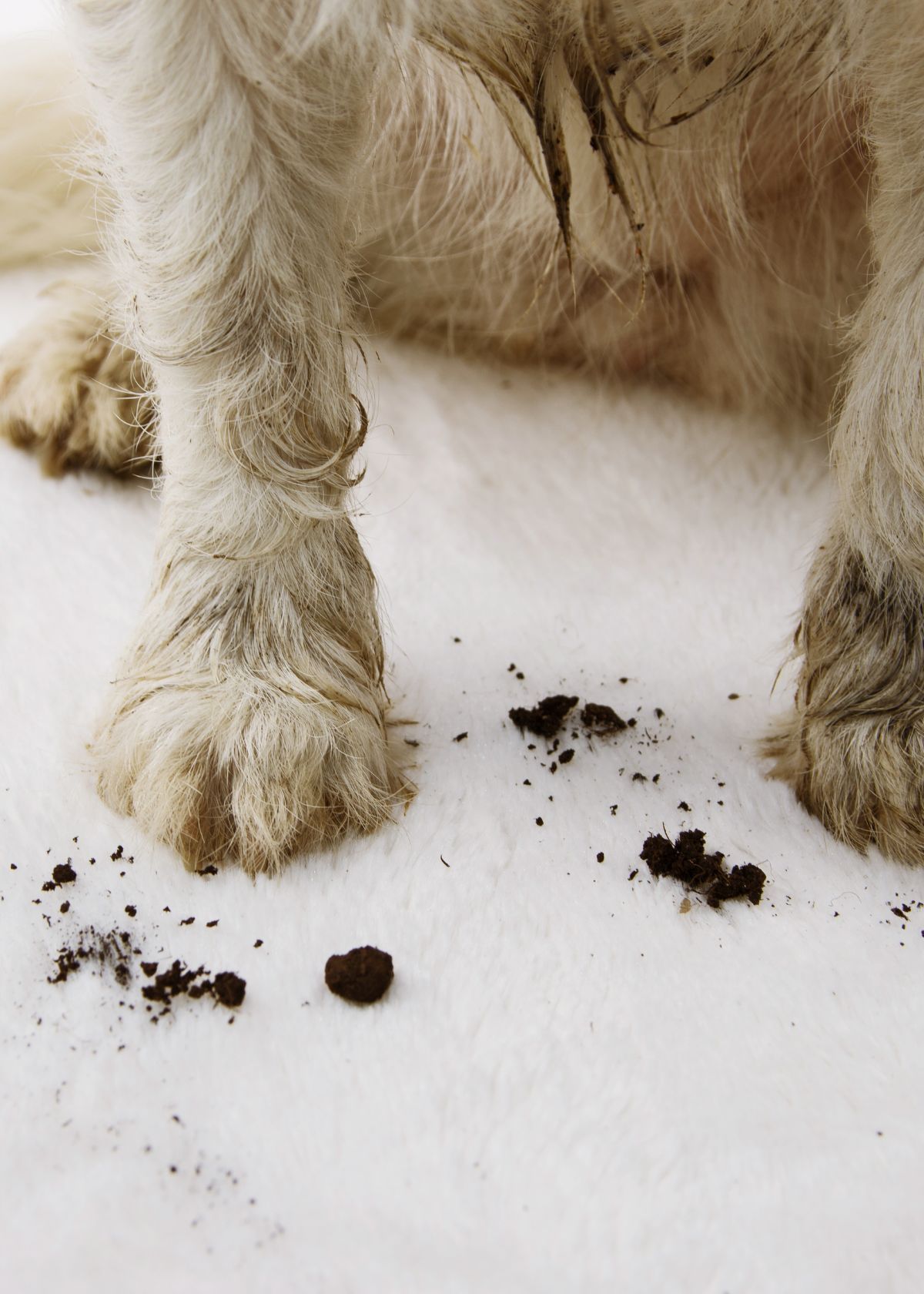 Best Dog Wipes For Paws