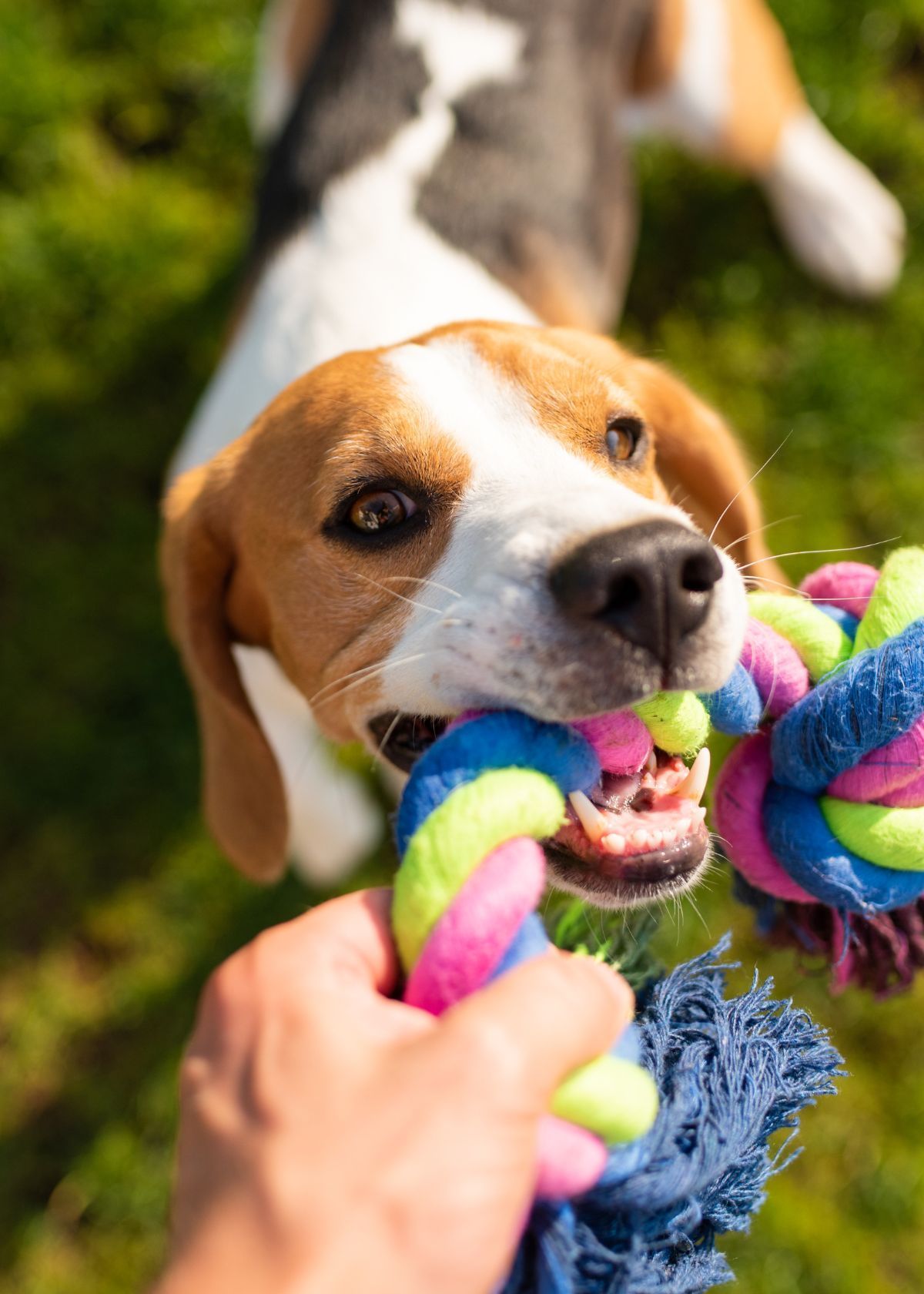 Why Purchasing a Fun Dog Chew Toy on Amazon is a Great Idea!