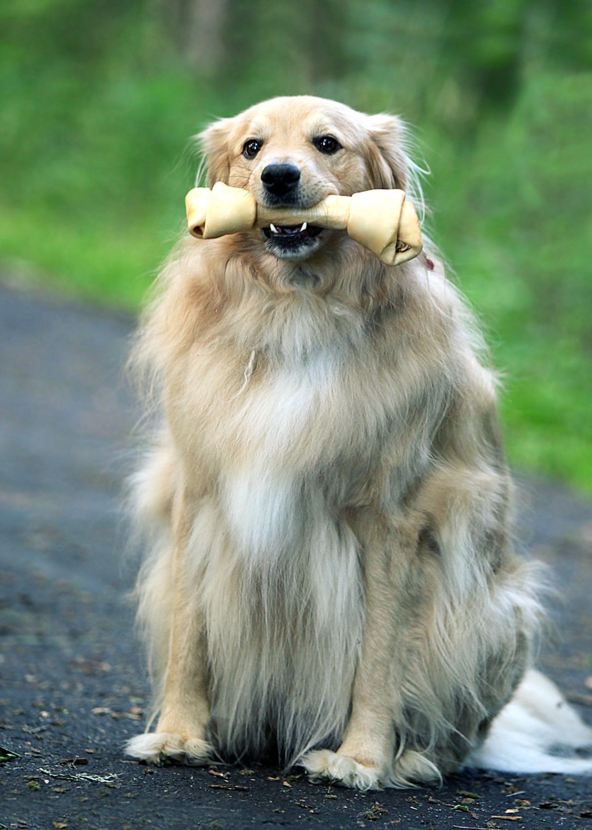 Bones For Large Dogs