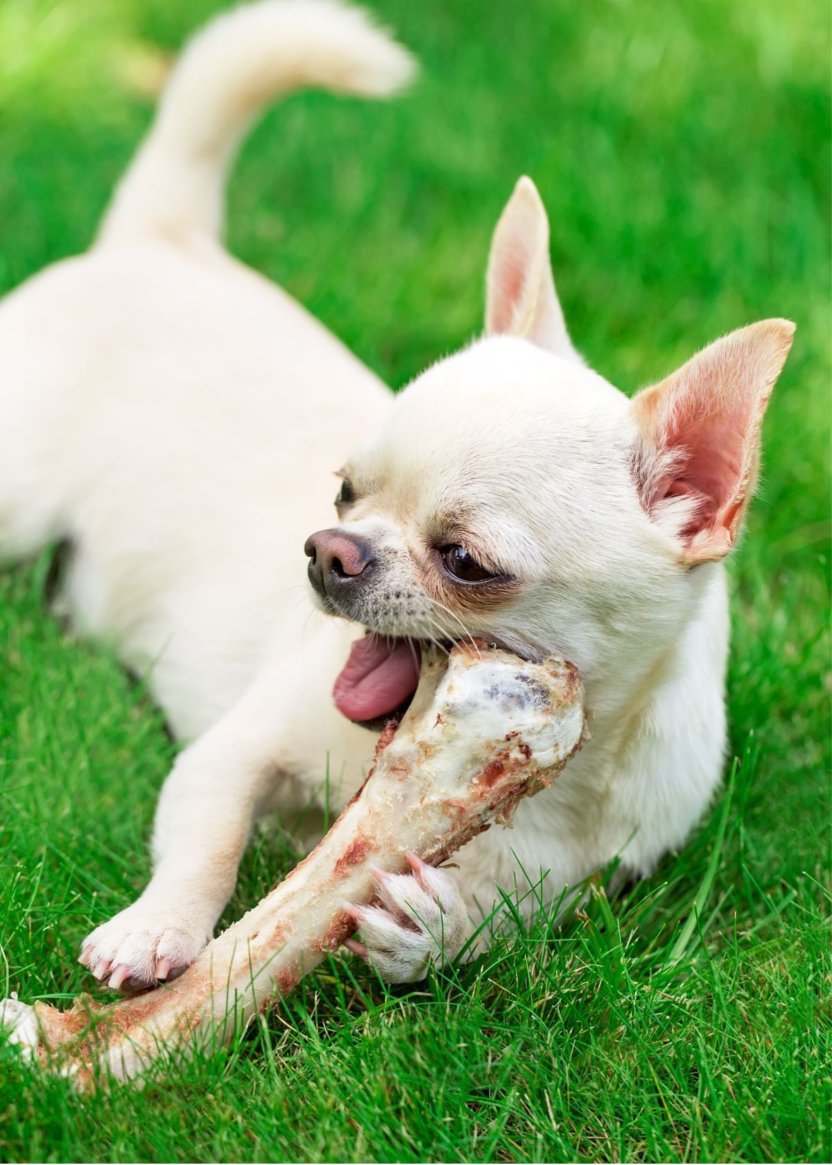 The Benefits of Purchasing Large Dog Bones on Amazon!