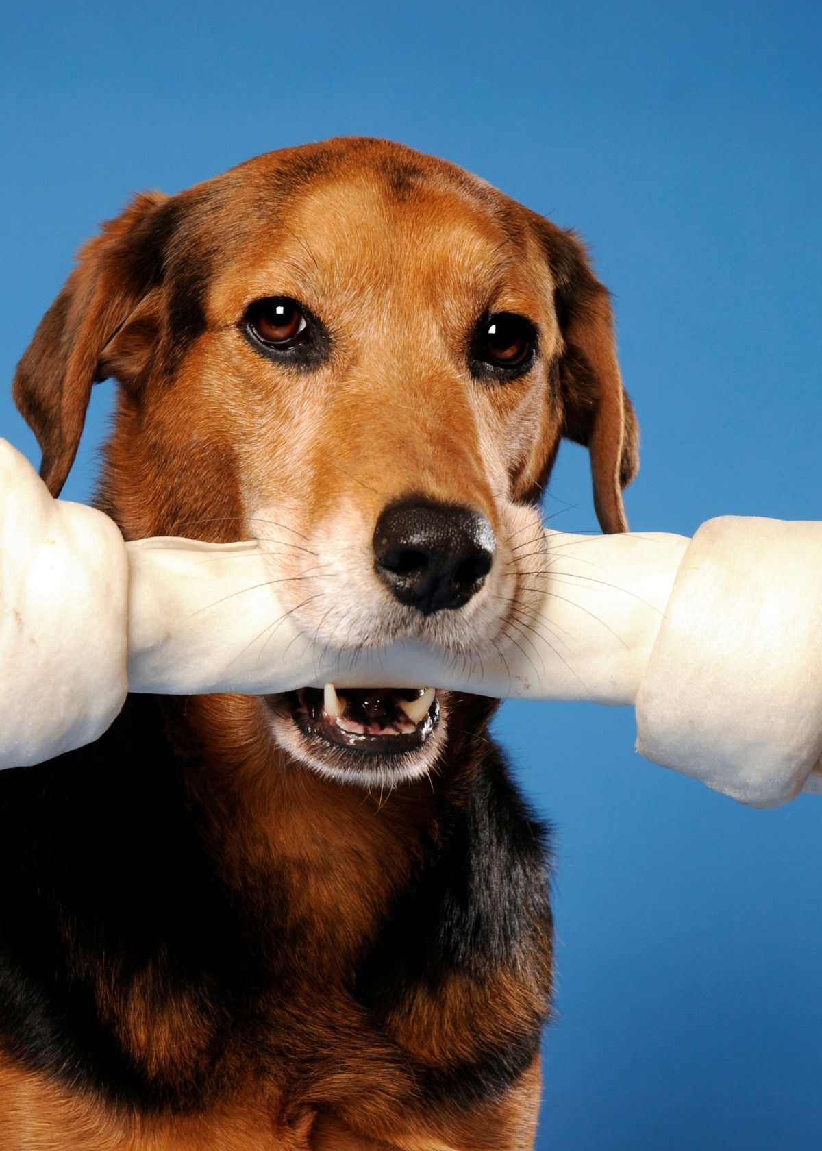 Why Purchasing Dog Bones on Amazon Will Be a Great Idea!