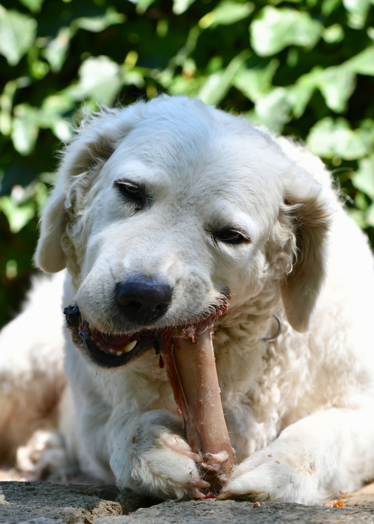 Amazon's Best-Selling Dog Bones Will Make Your Furry Friend Happy!