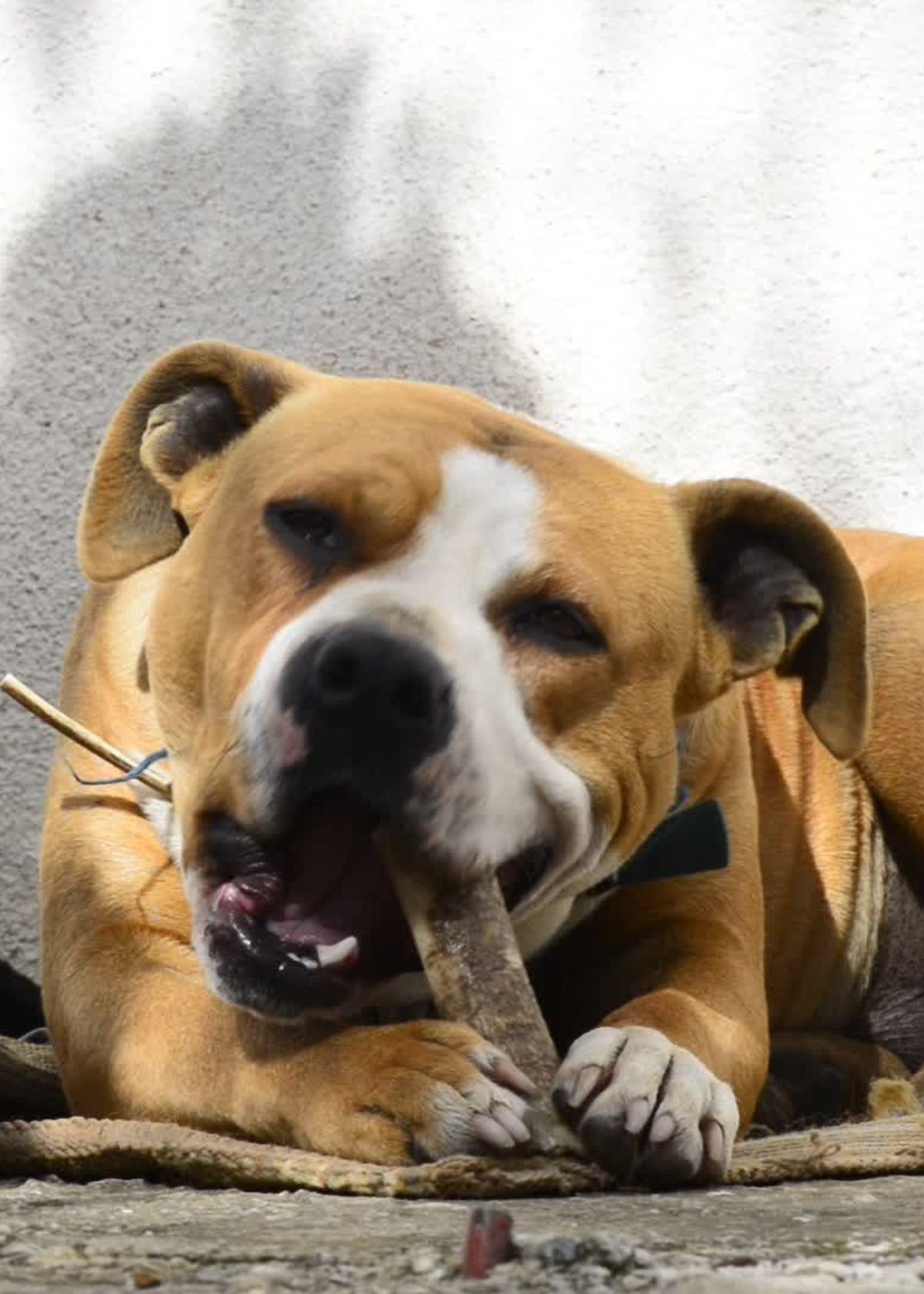 The Importance of Buying the Right Dog Bones!