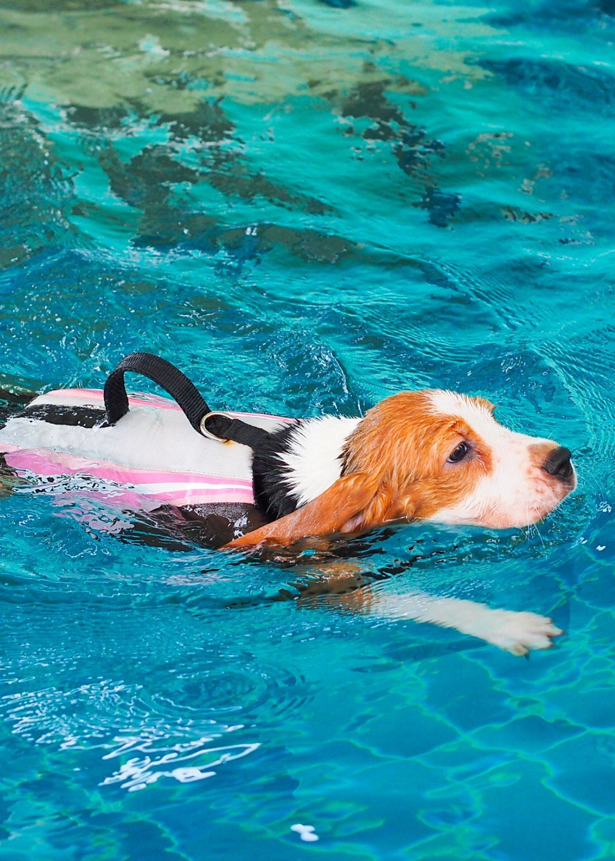 Best Dog Vests