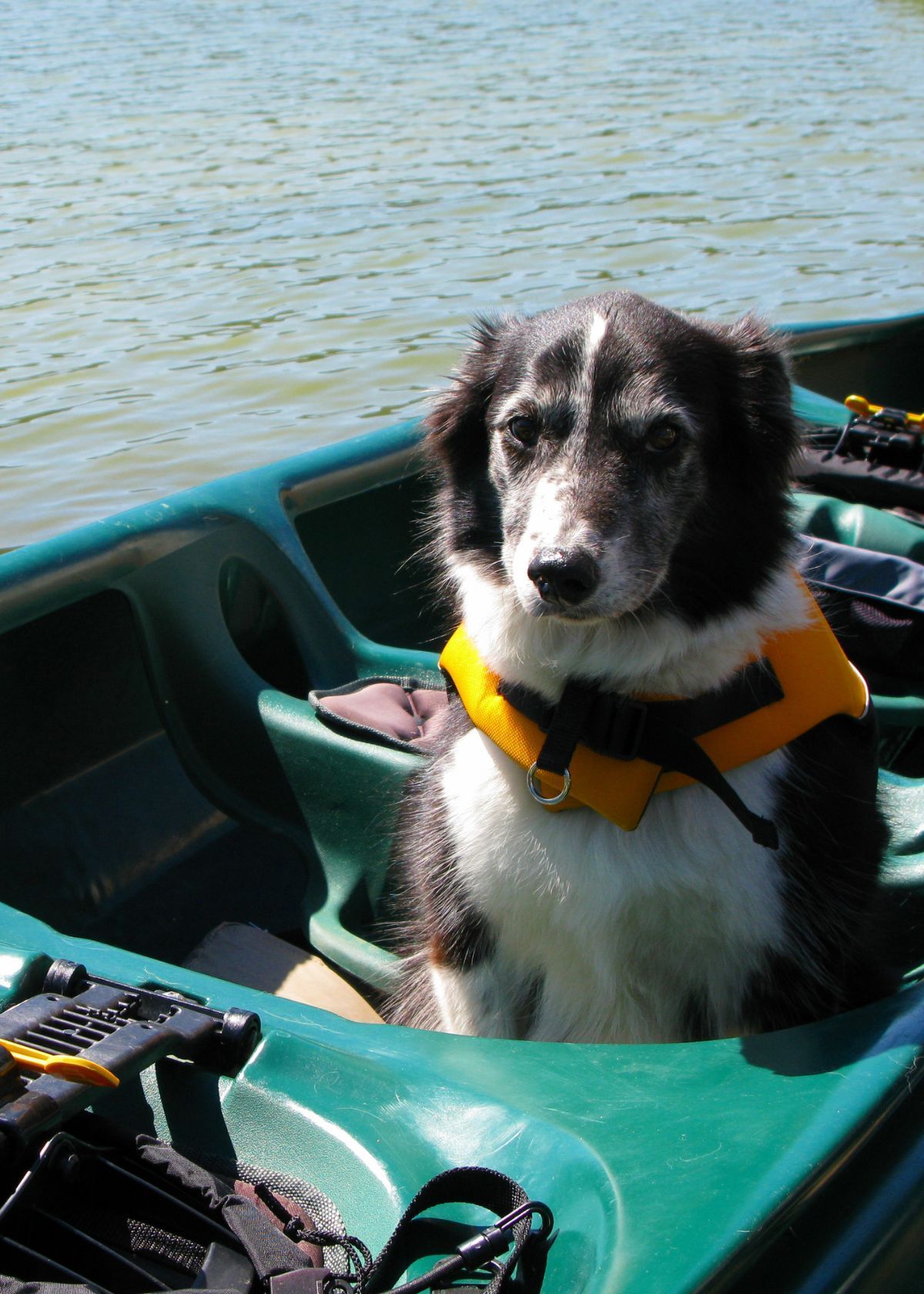 Why a Dog Life Vest Is a Smart Investment!