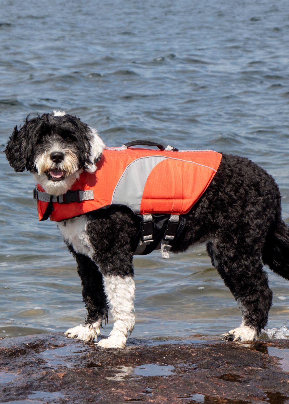 Why You Should Invest in Your Pup’s Safety Now!