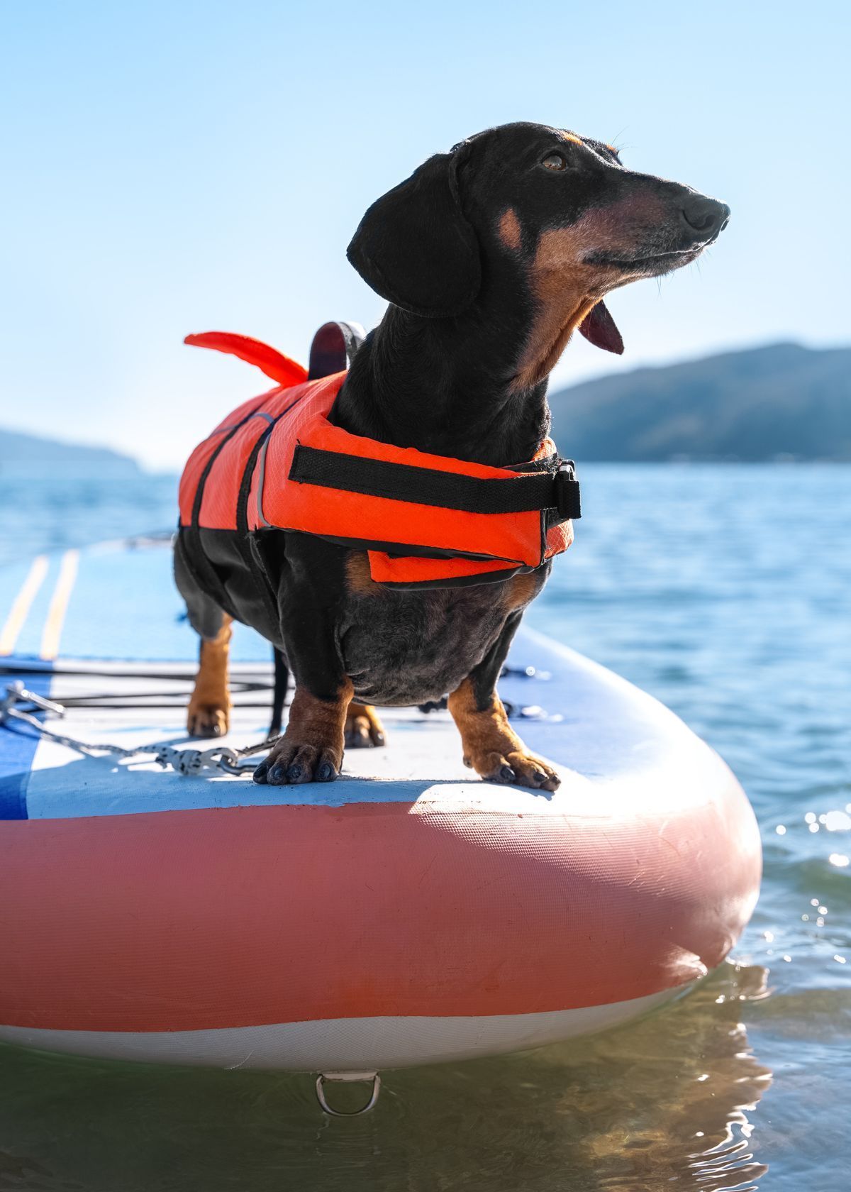 Why Dog Lovers Should Invest in a Life Vest from Amazon!