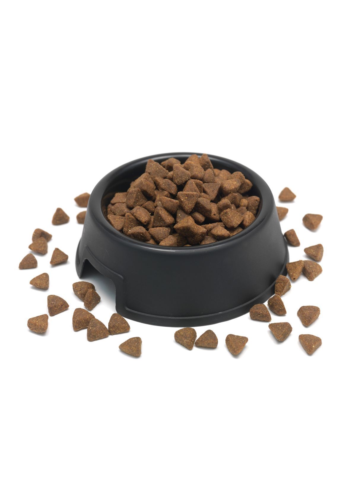 Why Your Dog Deserves the Best Bowl on Amazon, Today!