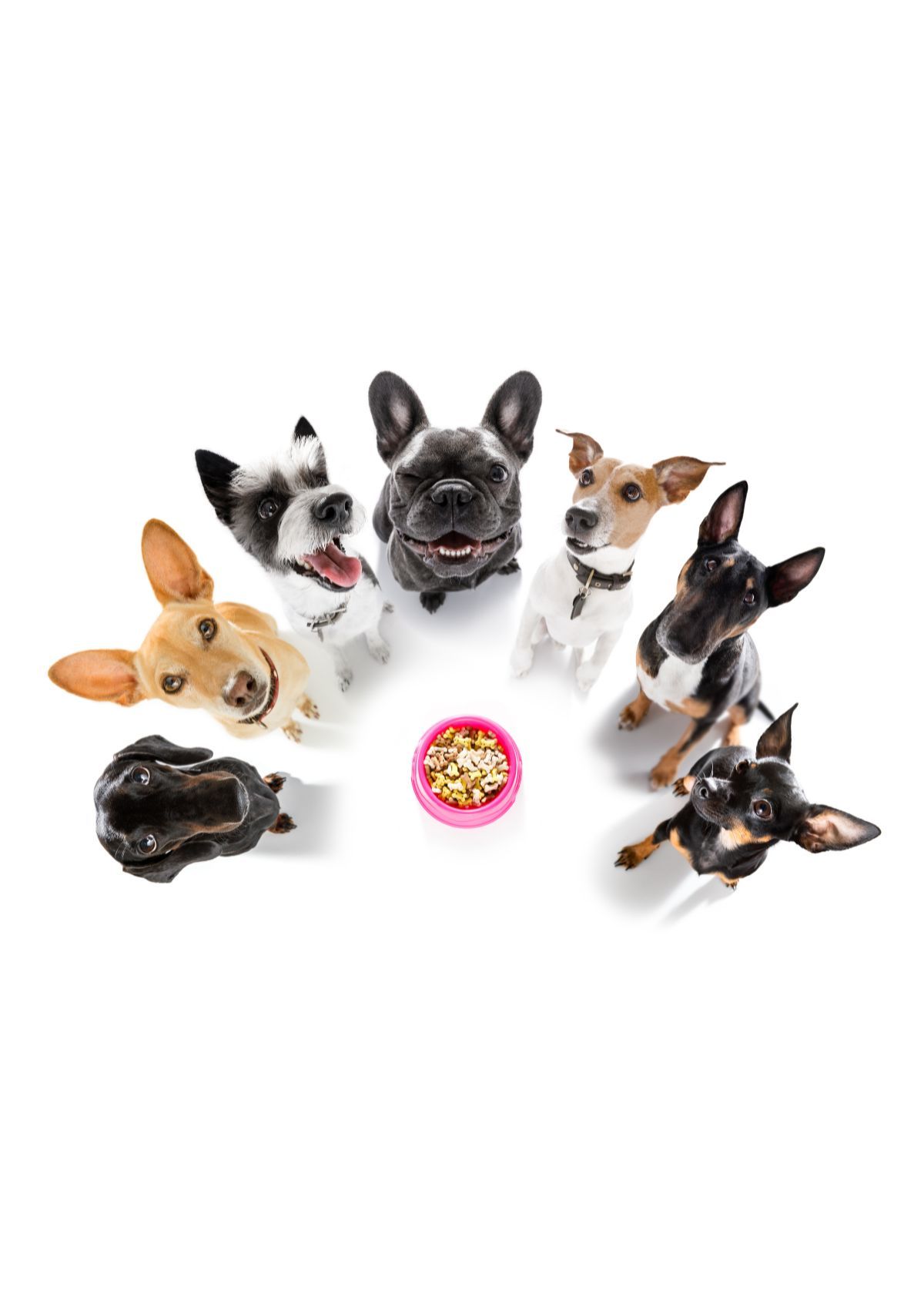 Get Your Pup the Bowl They Deserve with Amazon!