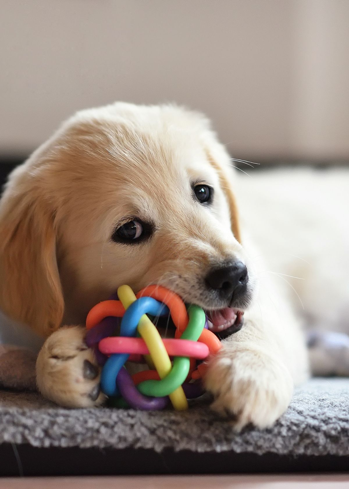 Toys For Blind Dogs