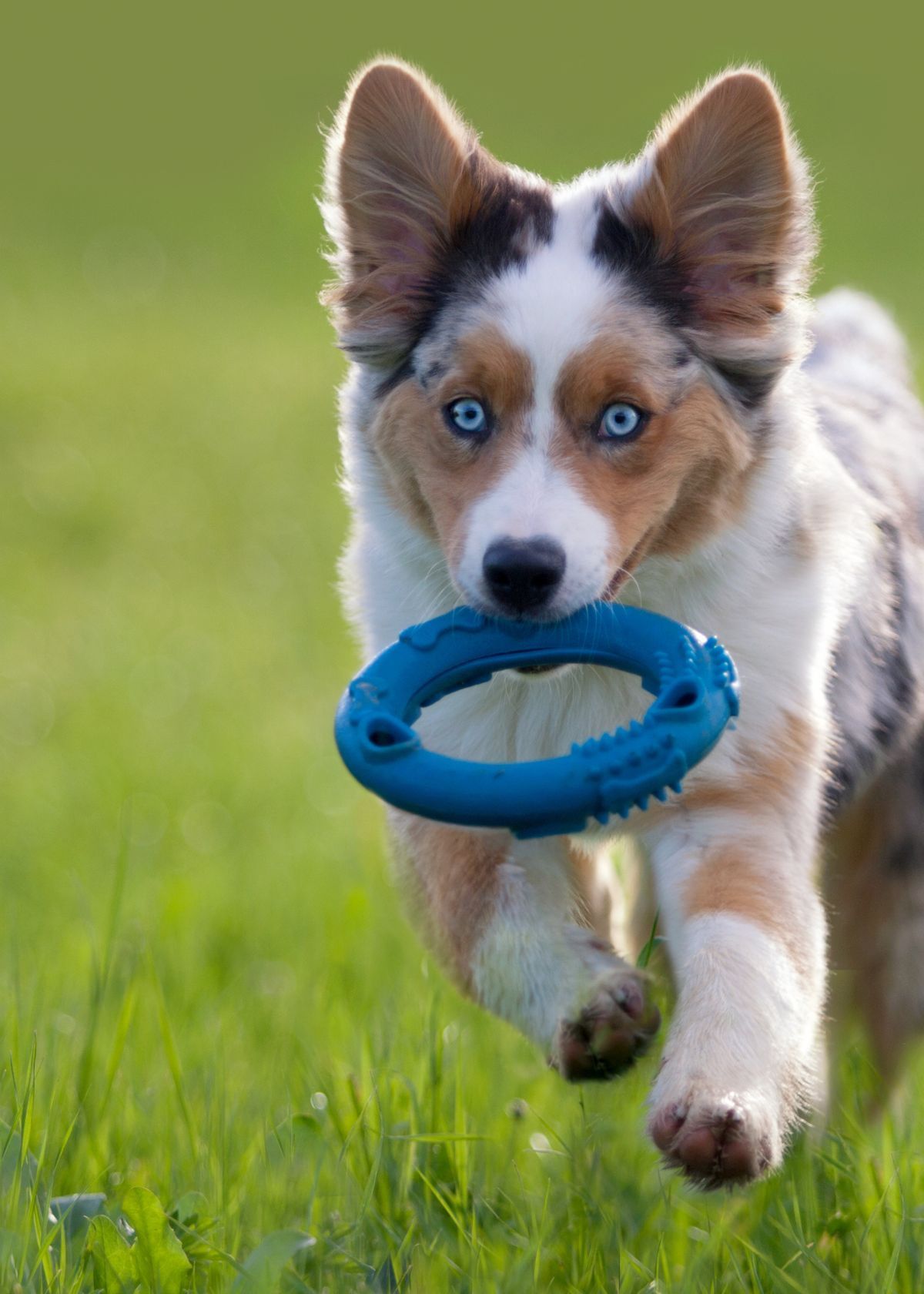 Shopping for Your Blind Dog? Don’t Trip, Amazon Has You Covered!