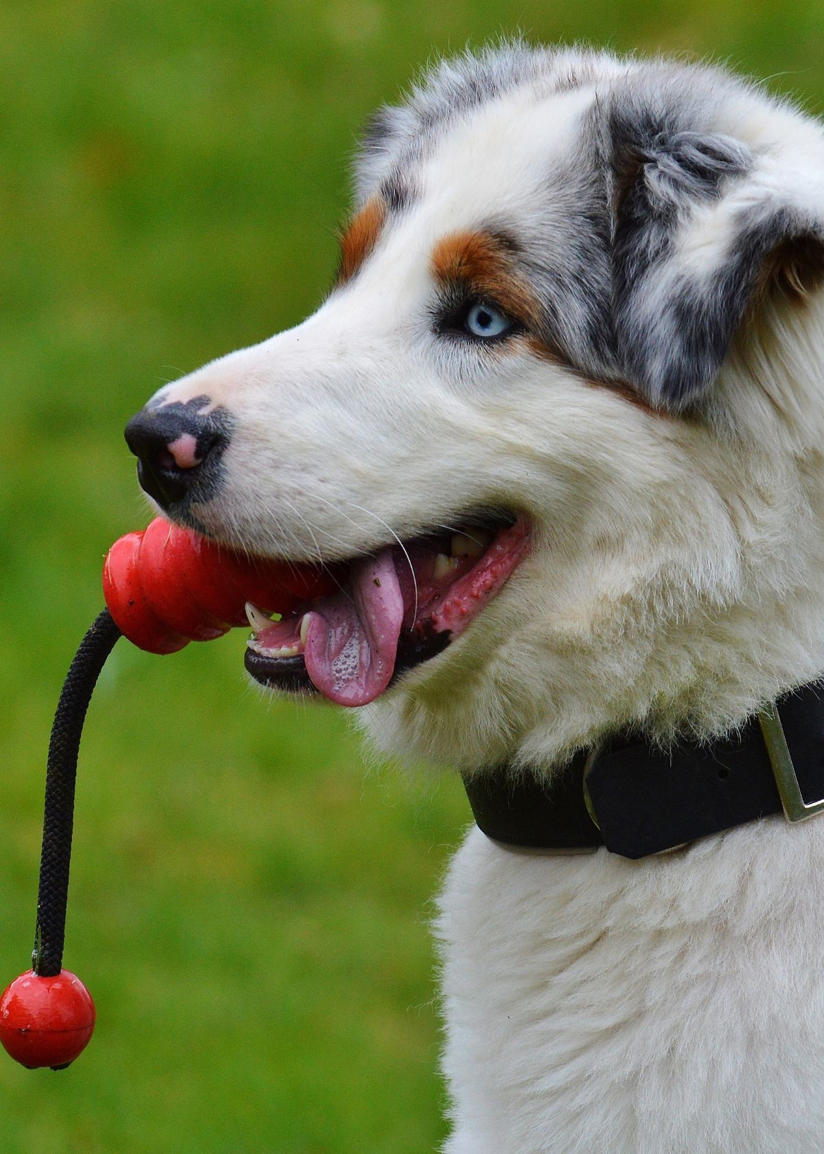 Amazon Has Toys for Blind Dogs – You Gotta See It to Believe It!